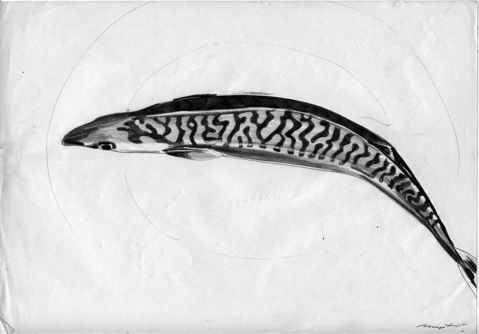 Cornish Mackerel 2 70S